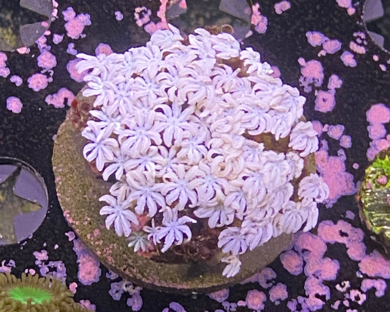 White Tubipora Musica