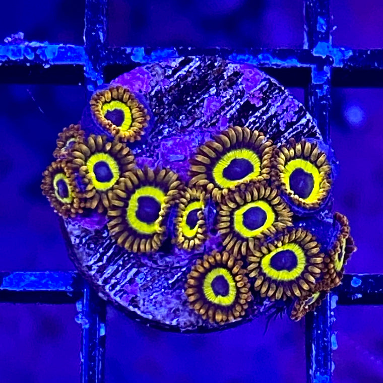 Fruit Loop Zoanthid