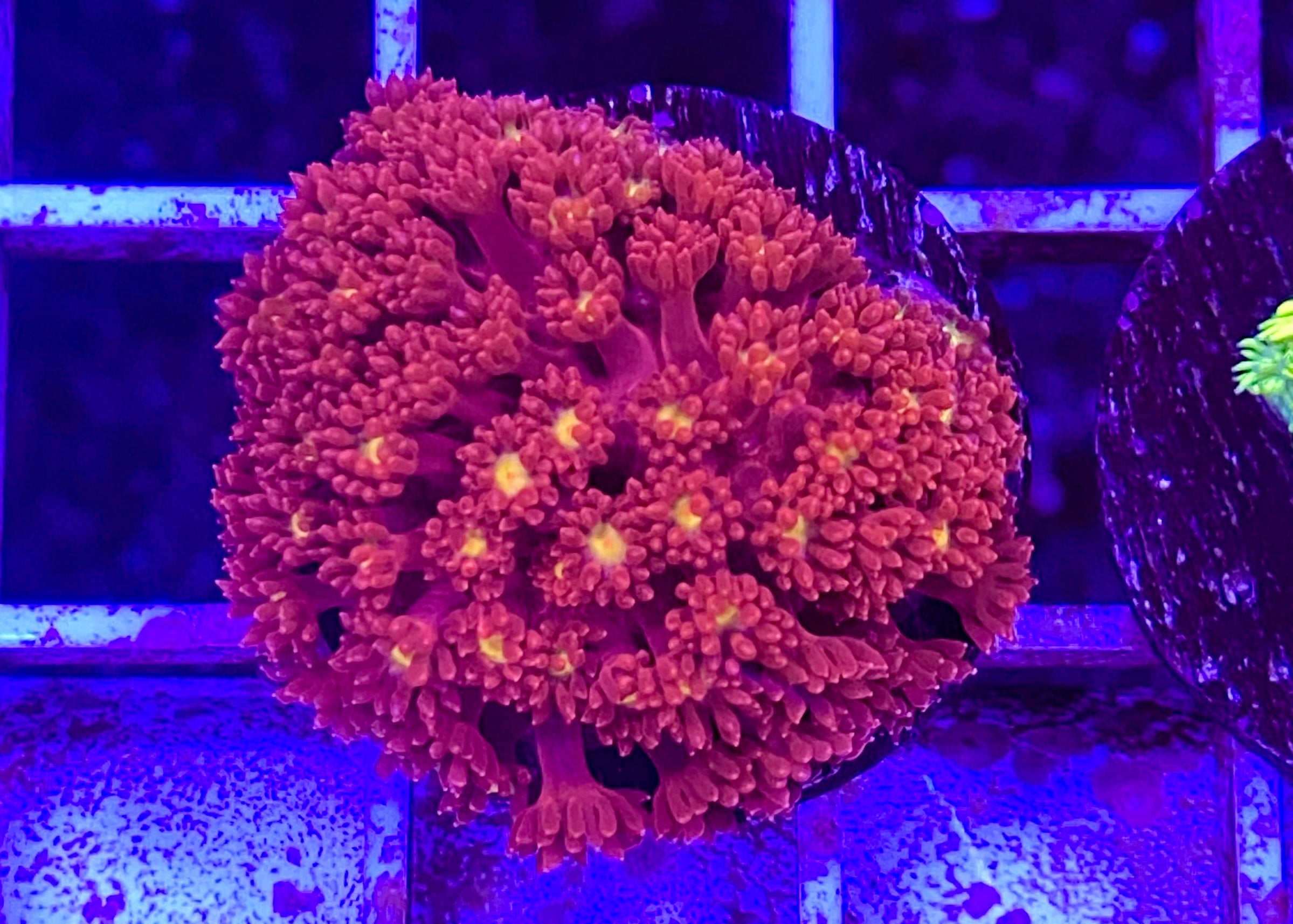 Yellow Eye Bernardpora