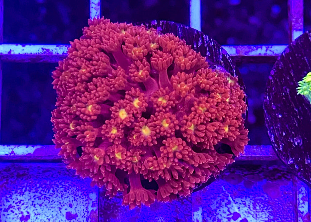 Yellow Eye Bernardpora