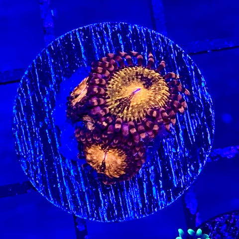 Pandora Zoanthid (3-4 polyp frag)