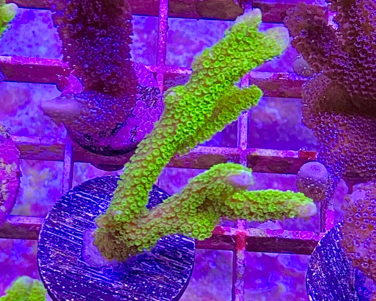 Green Montipora Digitata
