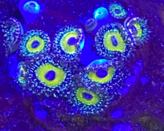 Godbeast Zoanthid