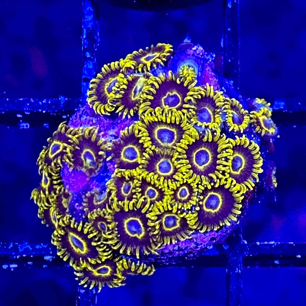 Yellow Hornet Zoanthid