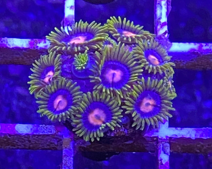 Blowpop Zoanthid
