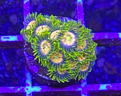 Laser Lemon Zonthid