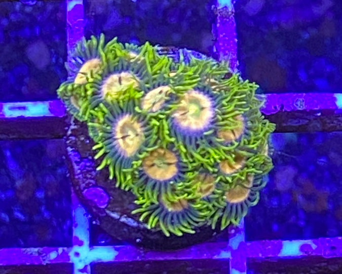 Laser Lemon Zonthid