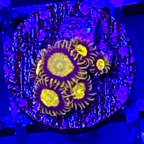 King Midas Zoanthid (4-5 polyp frag)