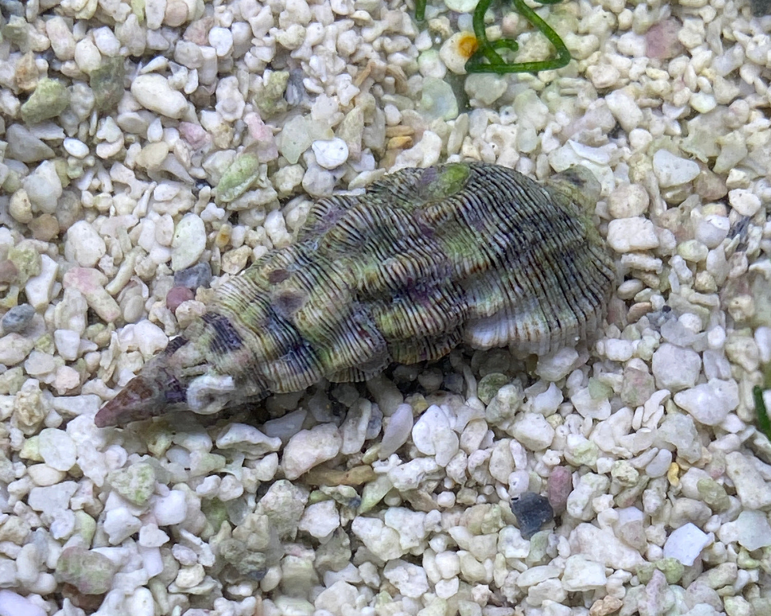 Cerith Snail