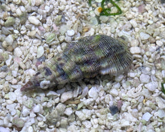 Cerith Snail