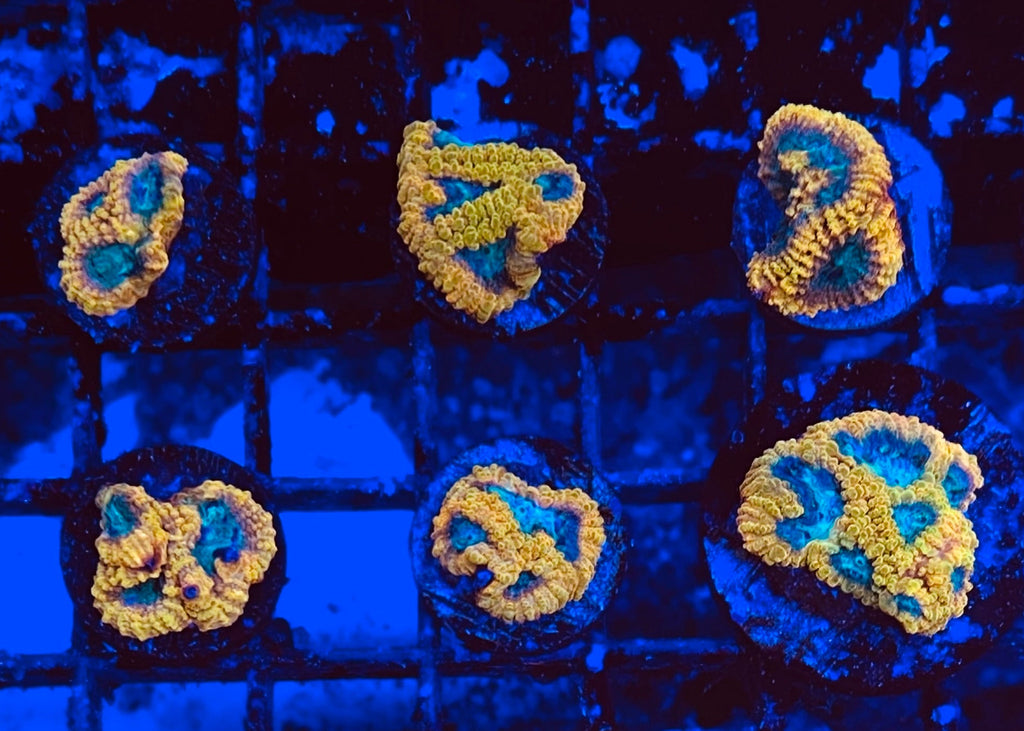 Yellow Submarine Favia