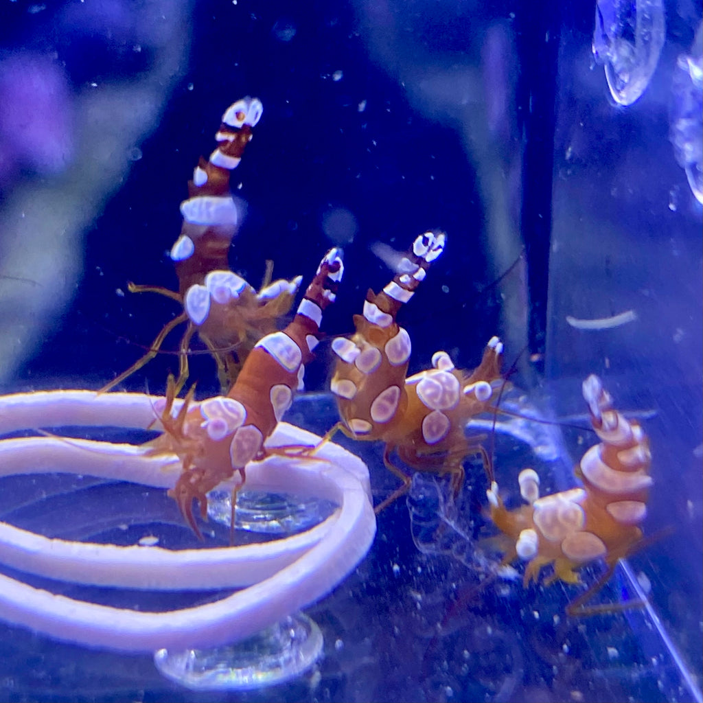 Sexy Dancer Shrimp