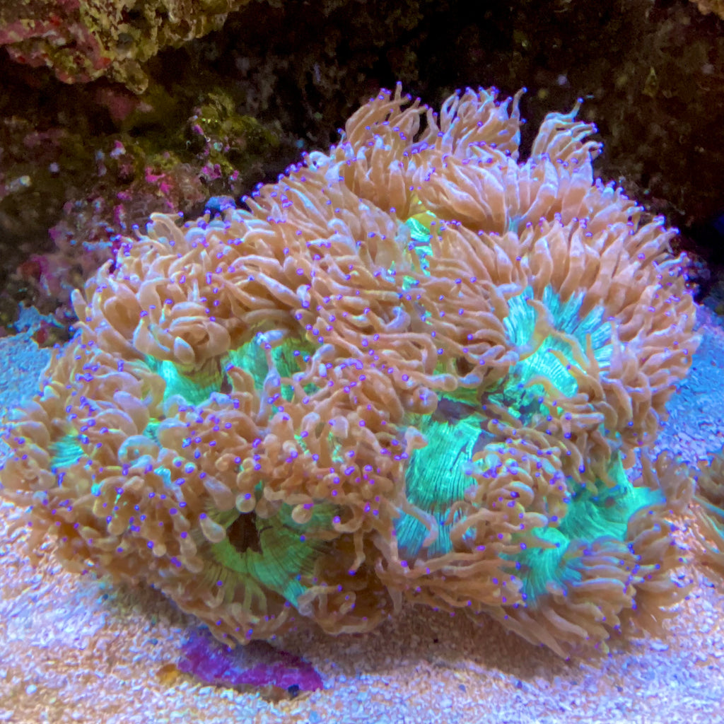 Blue tip Elegance Coral (Catalaphyllia jardinei)
