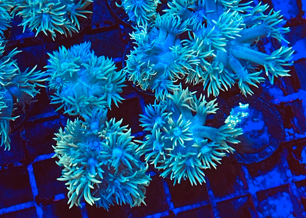 Aussie Green Goniopora