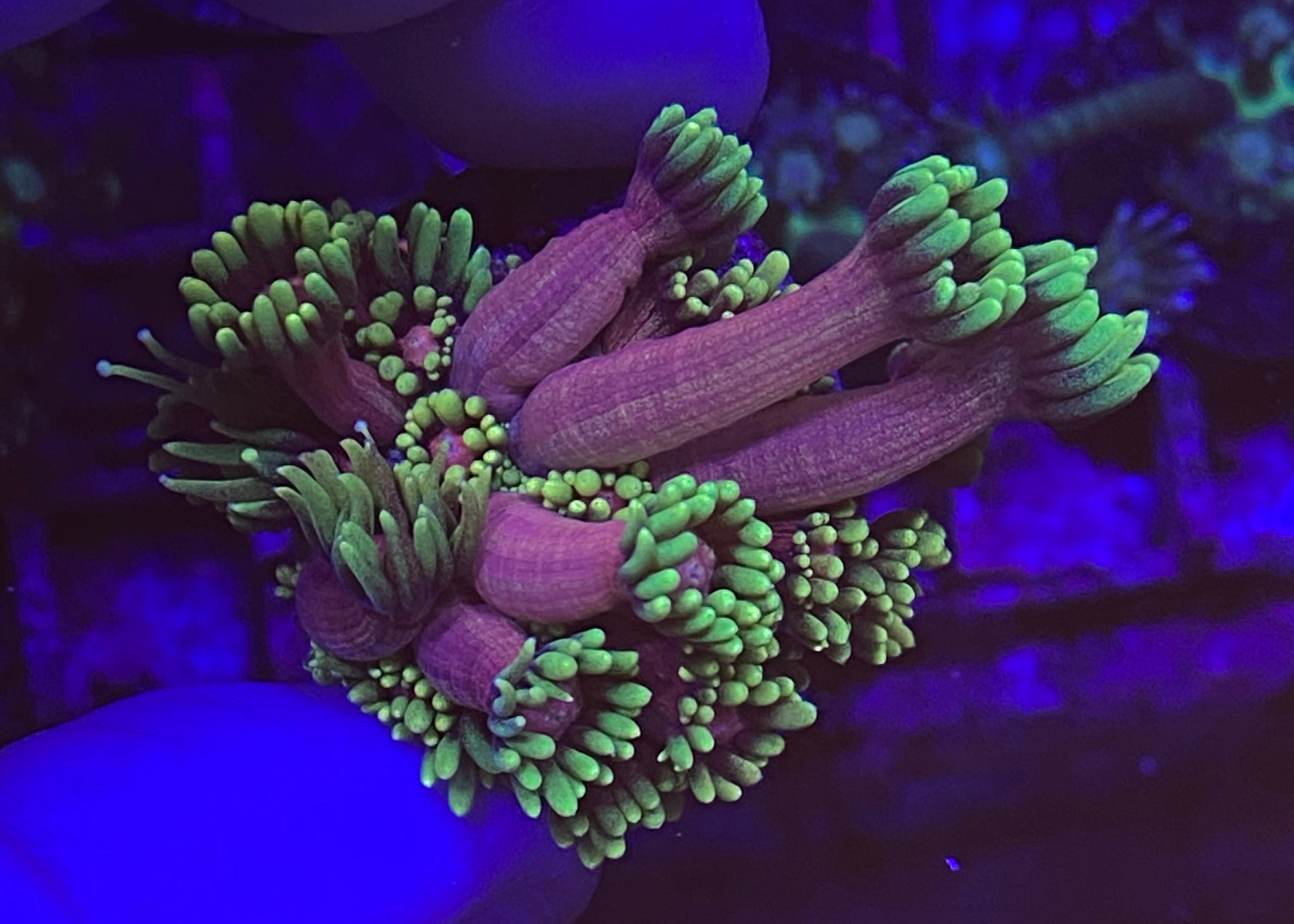 Date Night Goniopora