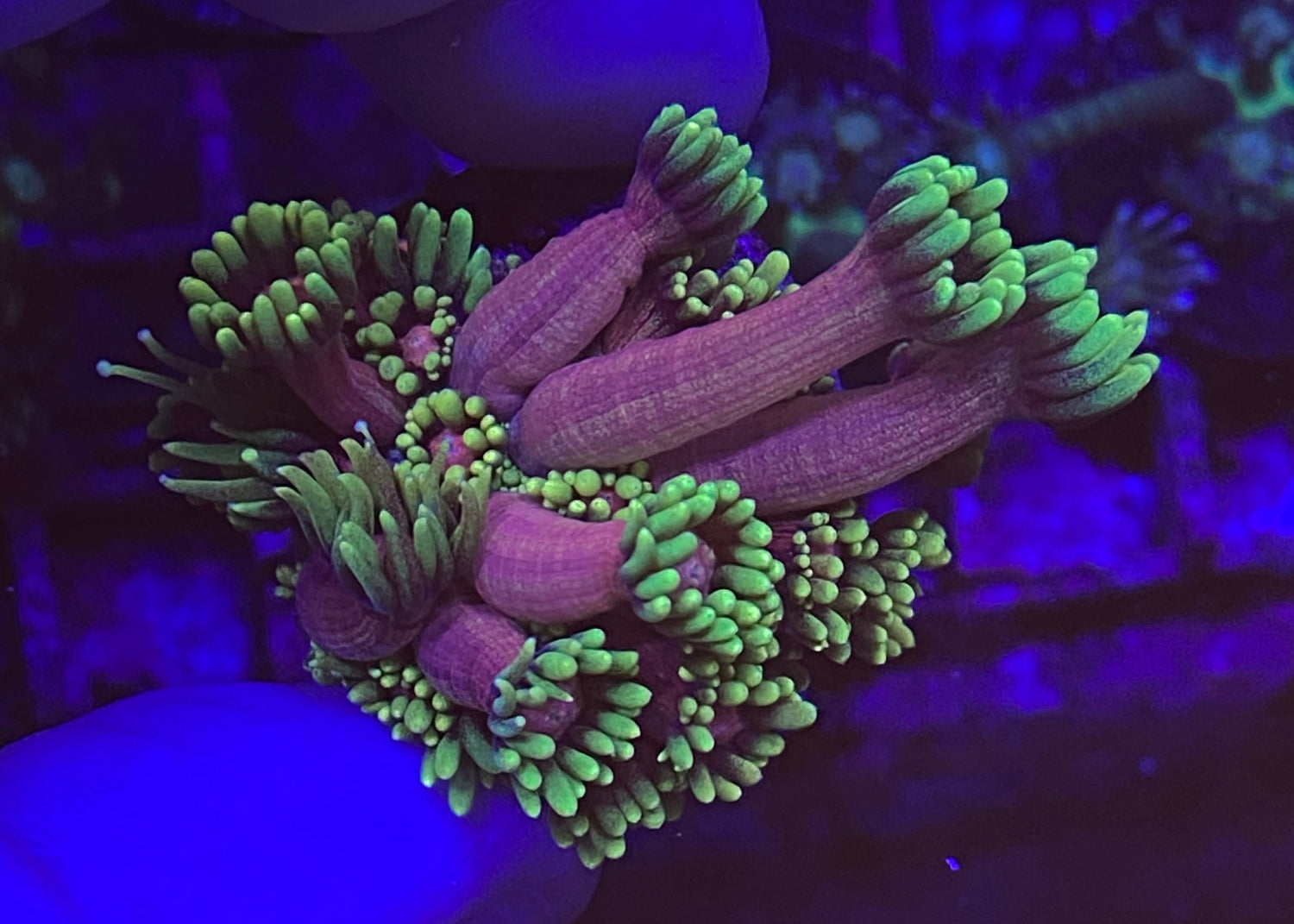 Date Night Goniopora