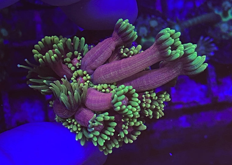 Date Night Goniopora