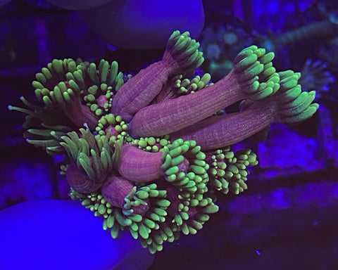 Date Night Goniopora