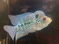 King Kamfa Flowerhorn (Male)