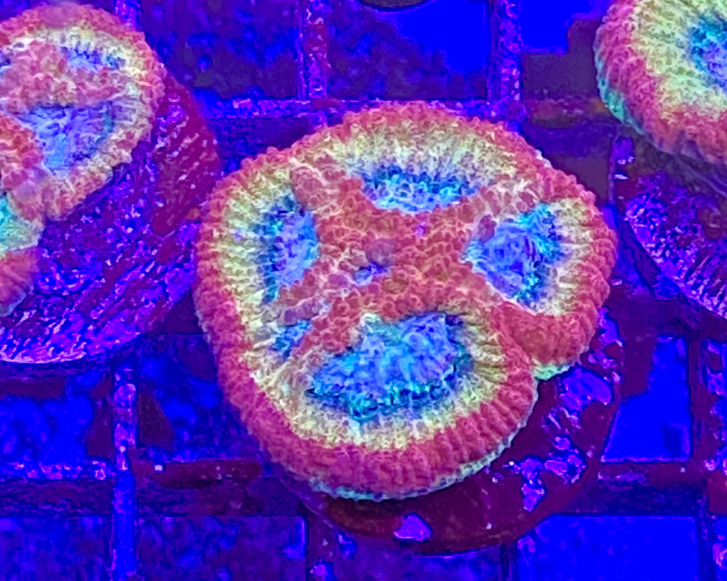 Rainbow Road Favia
