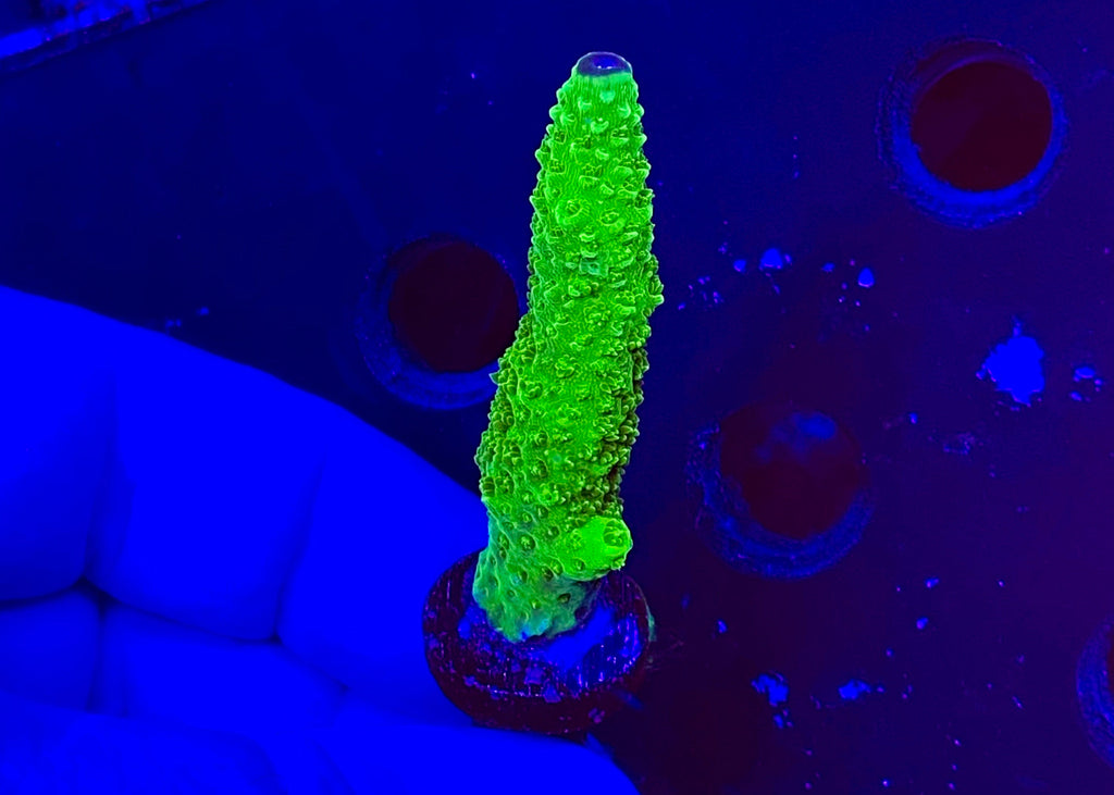 Bali Green Slimer Acropora yongei