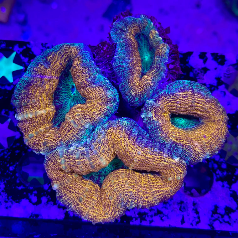 Orange & Green Lobophyllia