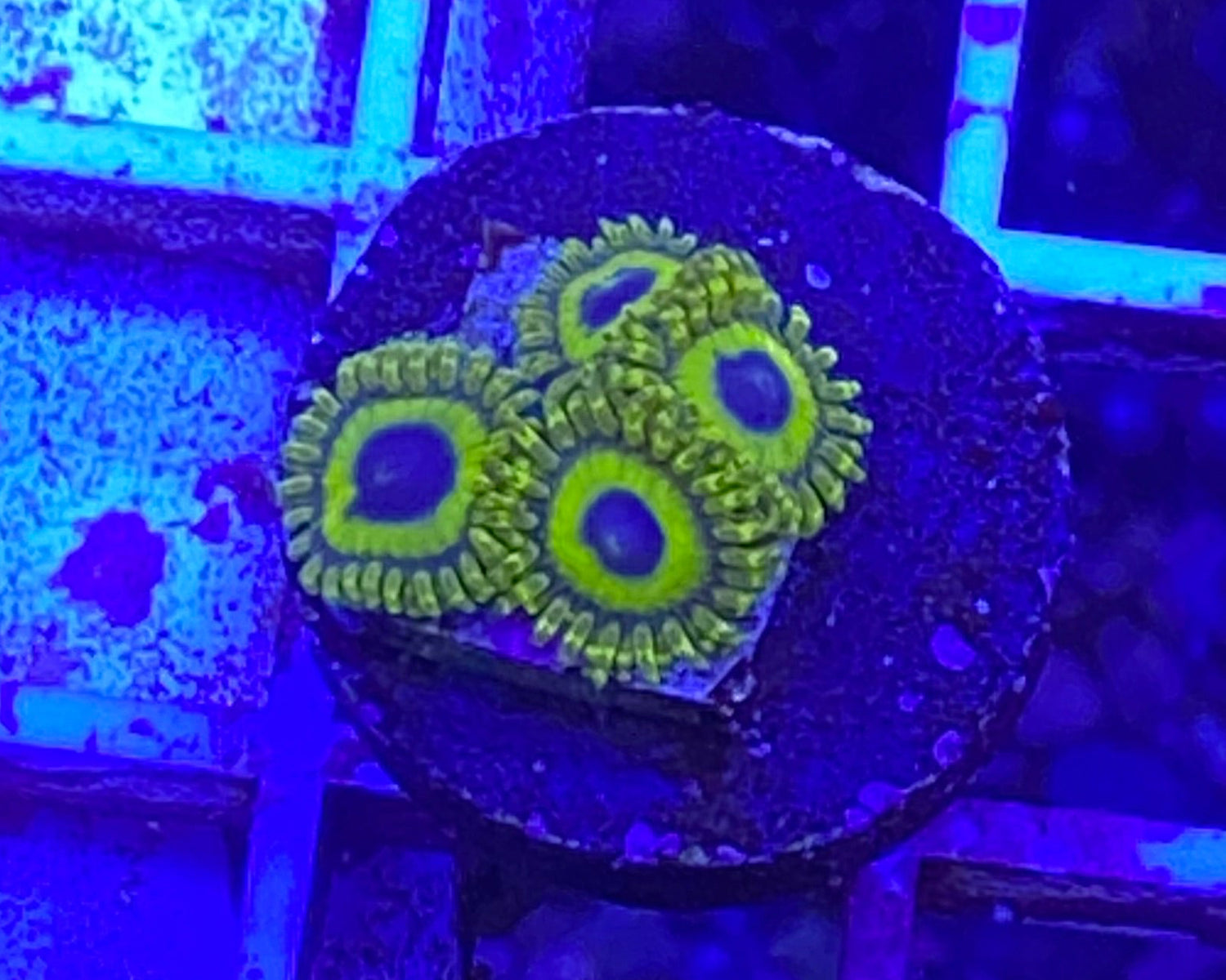 LA Laker Zoanthid