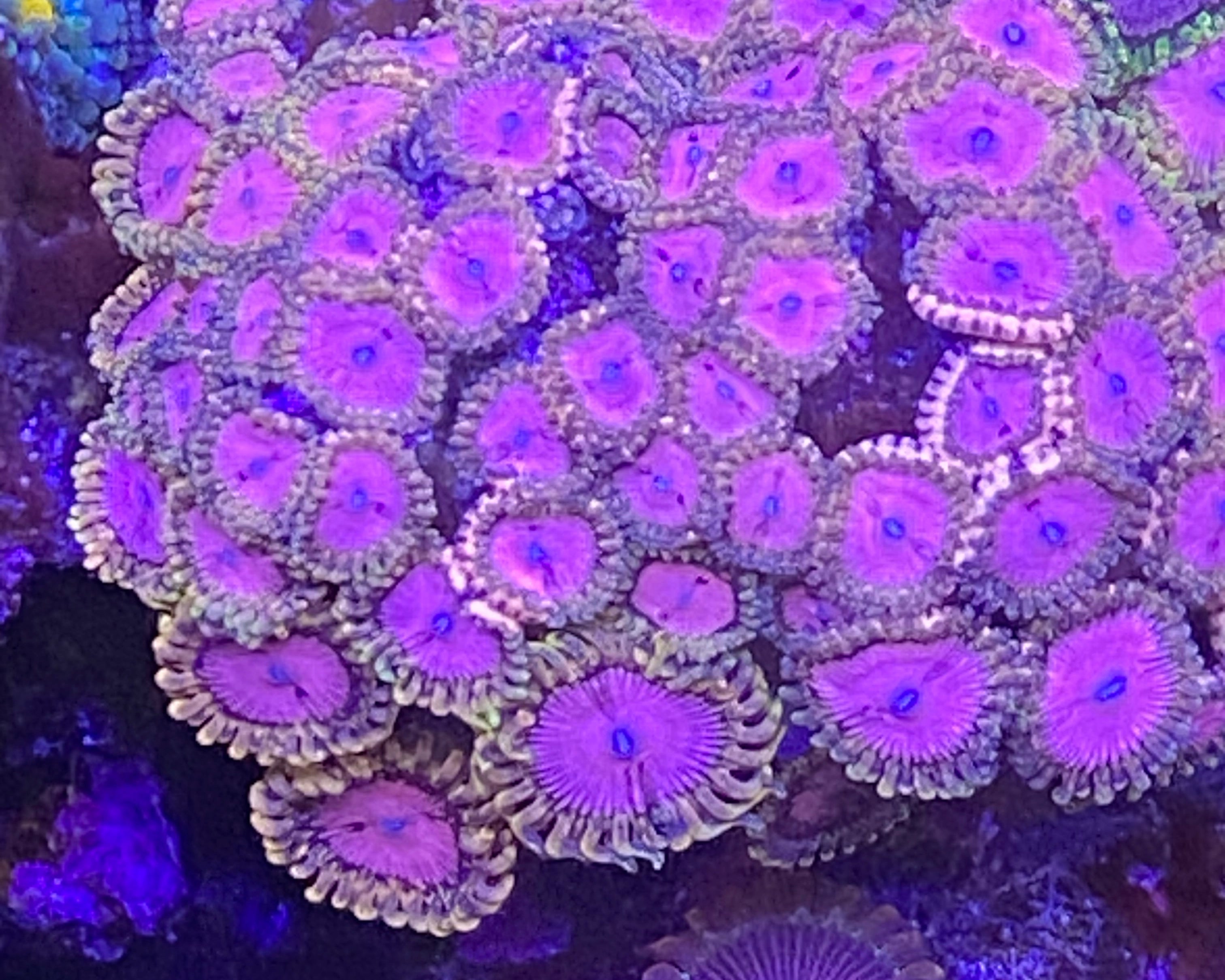 Pink Diamond Zoanthid