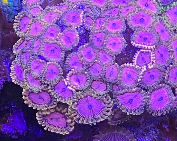 Pink Diamond Zoanthid