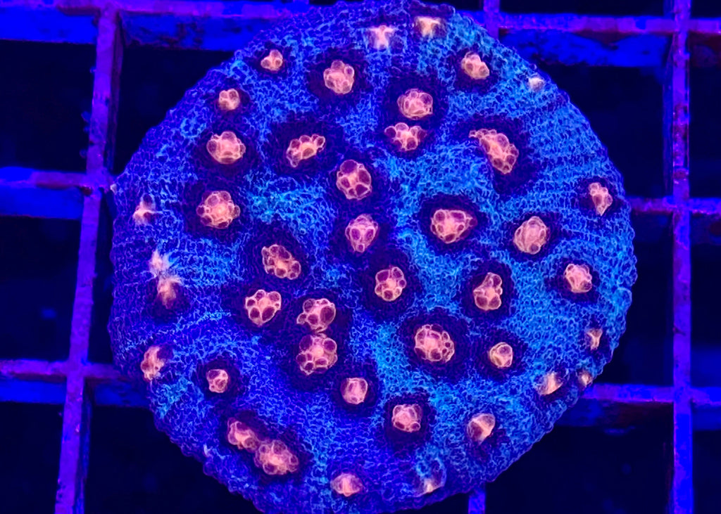 Killer Klown Chalice