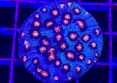 Killer Klown Chalice