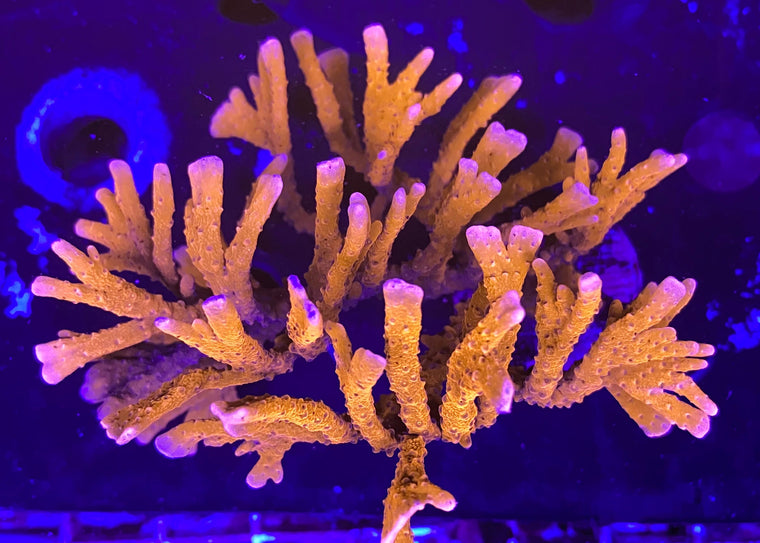 Manila Spy Montipora hirsuta