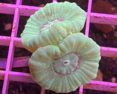 Mint Green Trumpet Coral