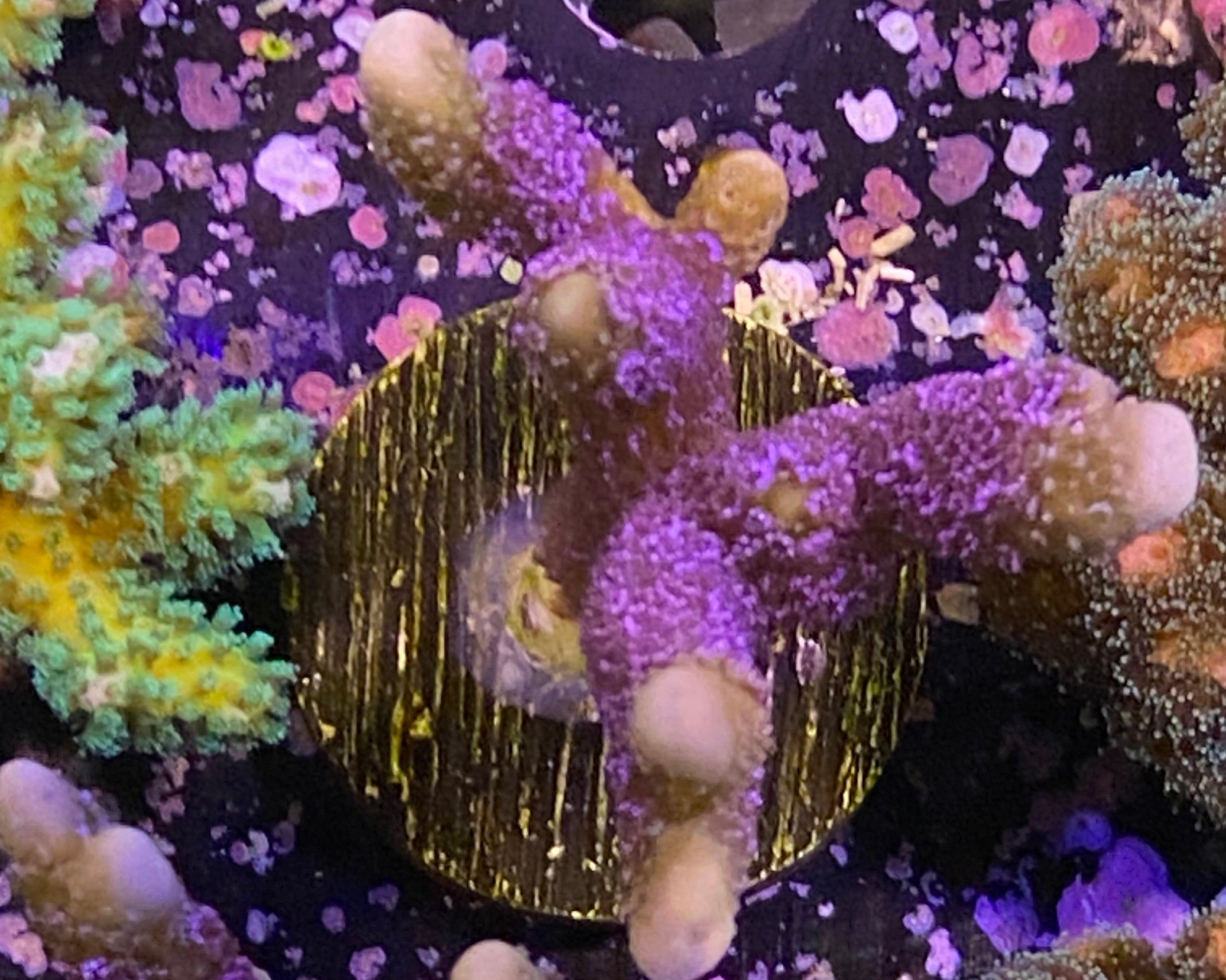 German Blue Montipora Digitata