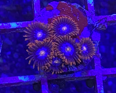 Mystique Zoanthid