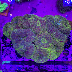 Green Mist Lobophyllia