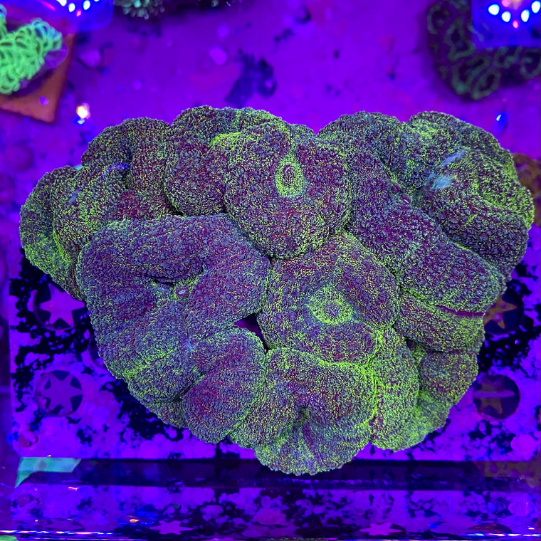 Green Mist Lobophyllia