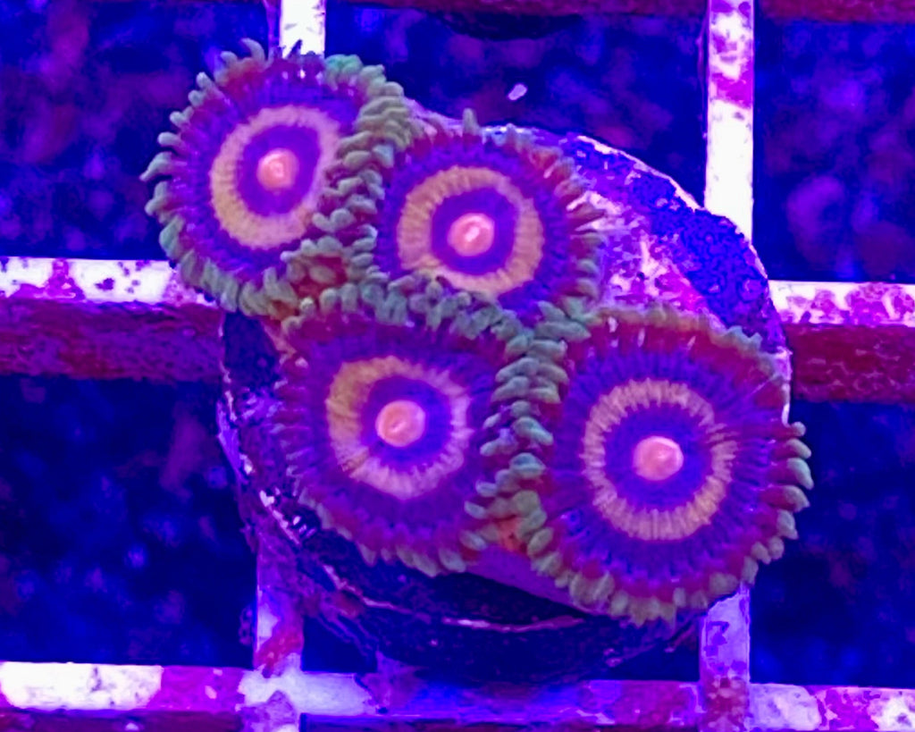 Super Girl Zoanthid