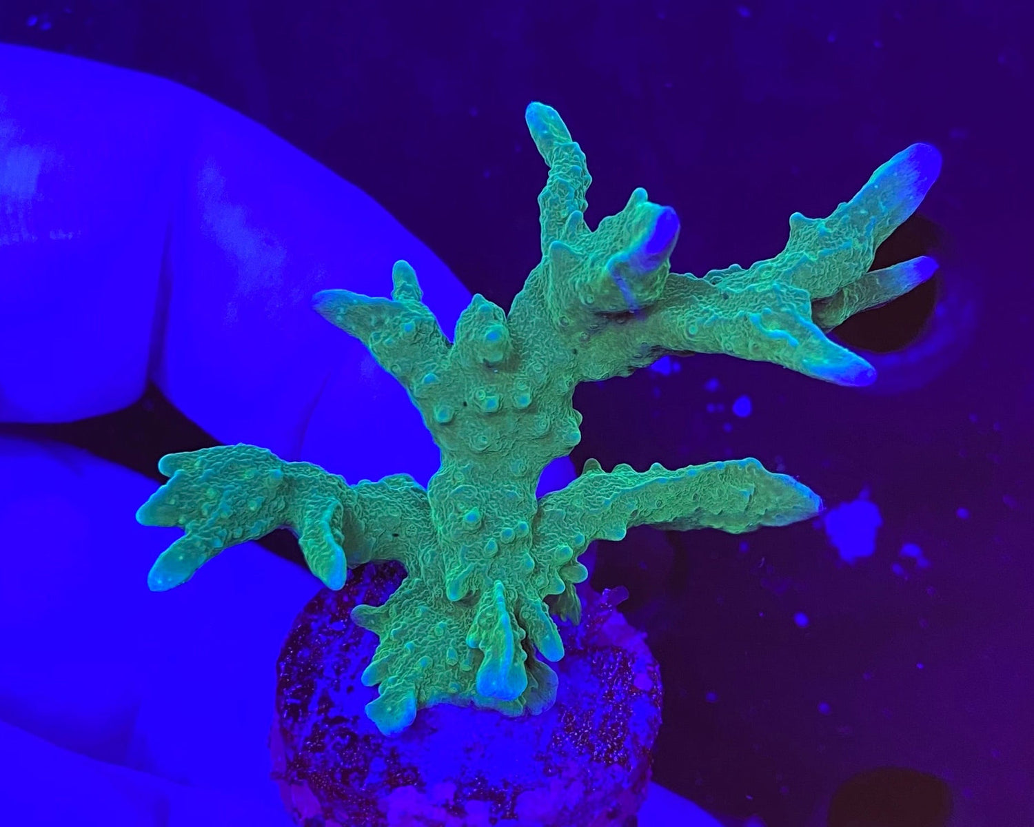 Green Elkhorn Montipora hirsuta