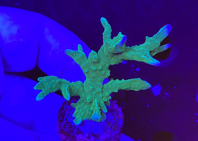 Green Elkhorn Montipora hirsuta