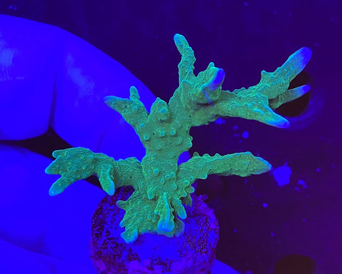 Green Elkhorn Montipora hirsuta