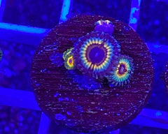 Vampire in Drag Zoanthid