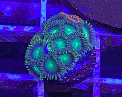 Radioactive Dragon Eye Zoanthid