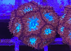 Captain America Blastomussa Merletti