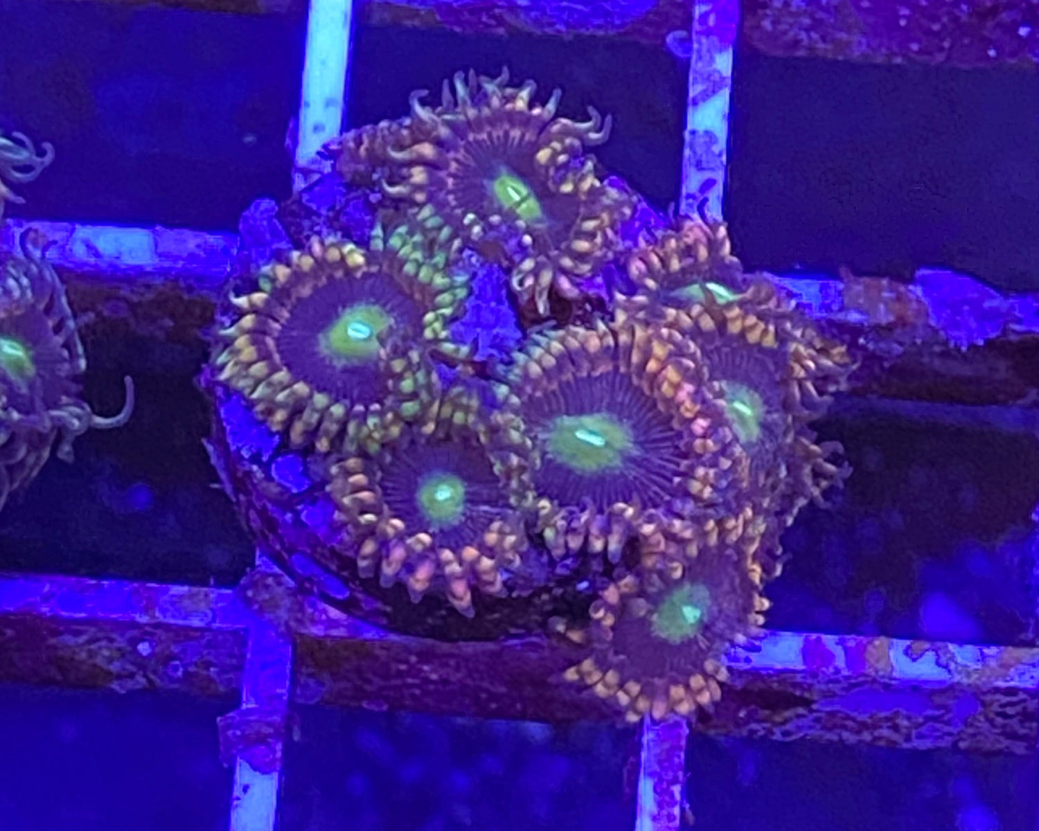 Antimatter Zoanthid