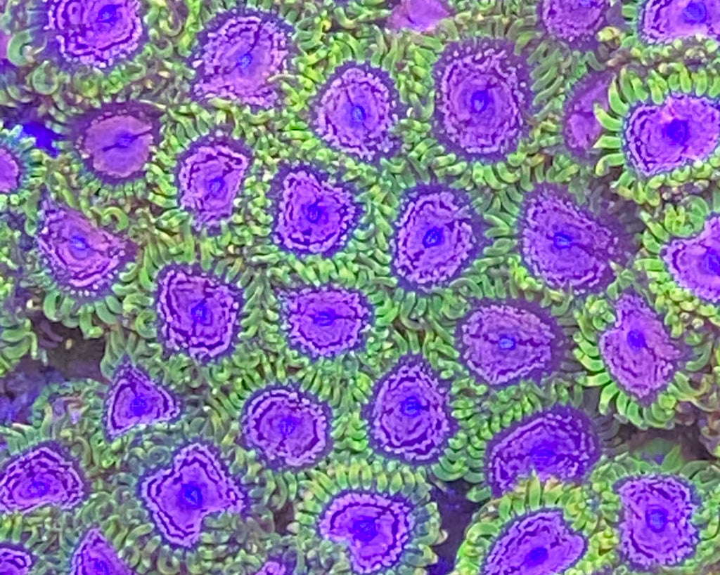 Purple Monster Zoanthid