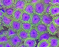 Purple Monster Zoanthid