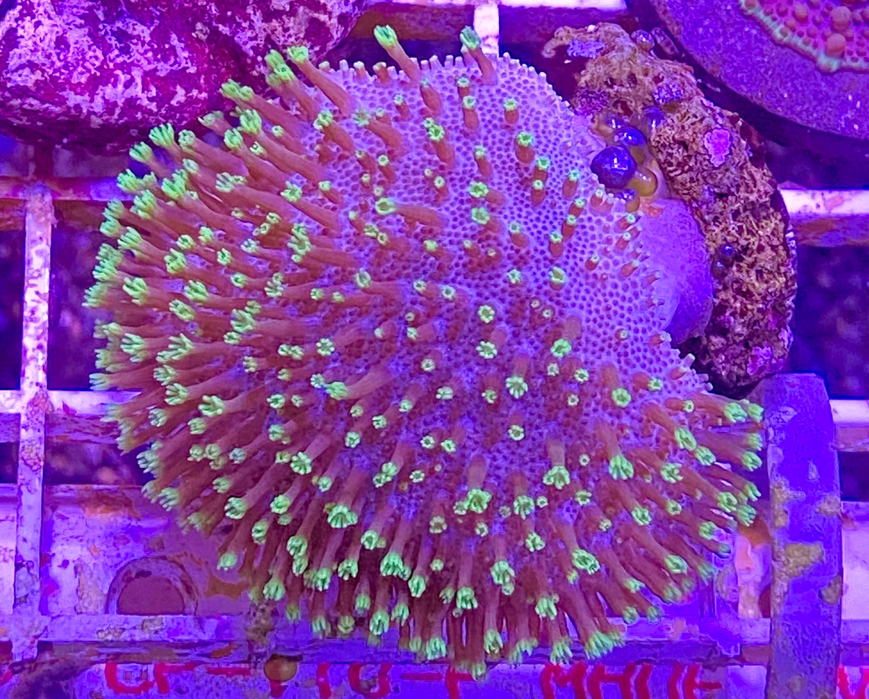 Green Polyp Sarco Leather
