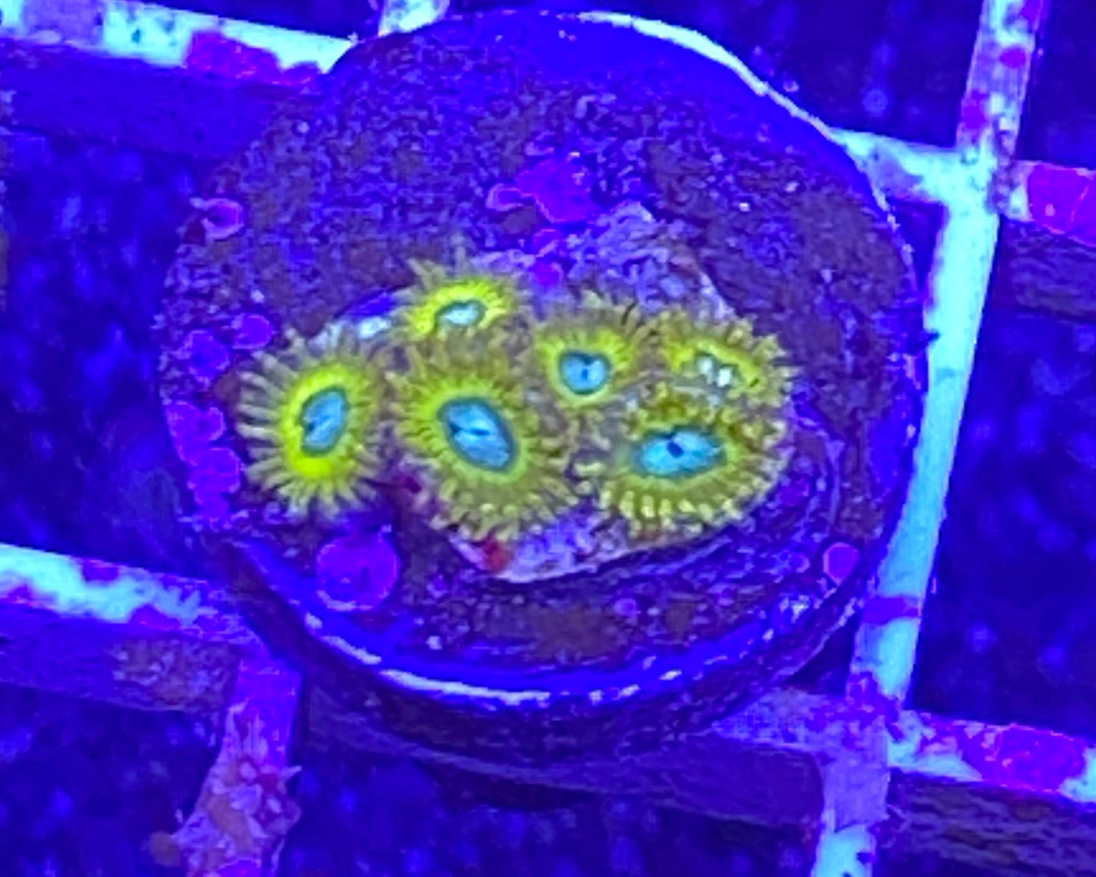 Pikachu Zoanthid