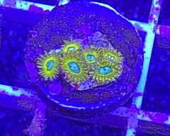 Pikachu Zoanthid